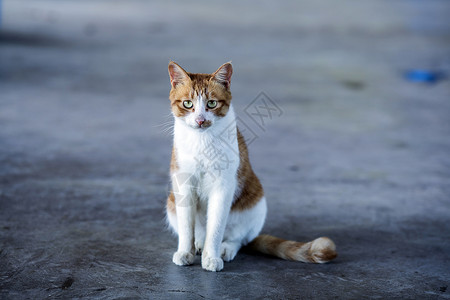 公园里的流浪猫高清图片