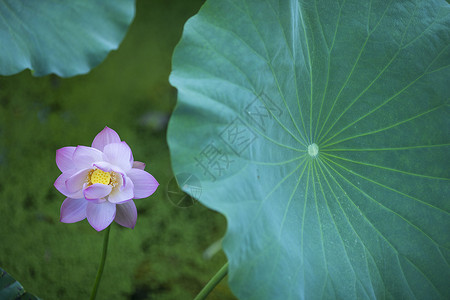 中国风荷花背景图片