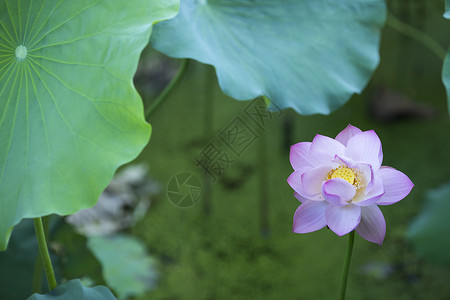 中国风荷花荷花池荷高清图片