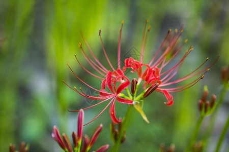 红色鲜花盛开图片