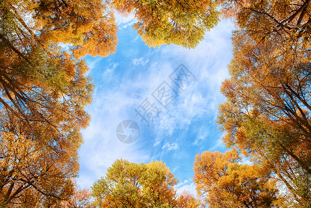 黄色树底纹秋天的树木背景