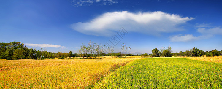 黄色的稻子田园秋色背景