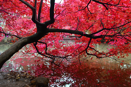 樱花水墨苏州天平山秋色红叶风景照背景