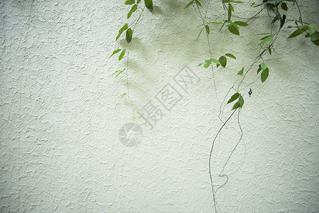 爬墙植物简约树叶素材背景