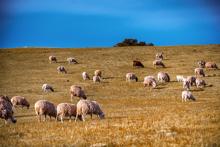 坝上风光之羊群背景图片