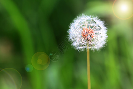 蒲公英花卉绿植高清图片