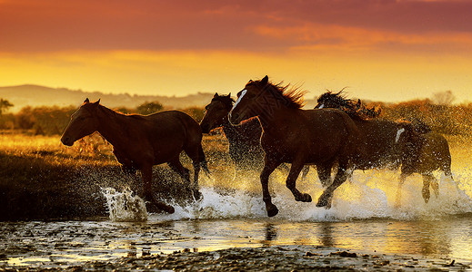 金色背景板坝上草原奔跑的马背景