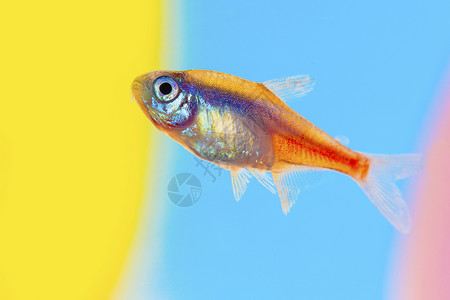 彩色小鱼吐泡泡鱼背景