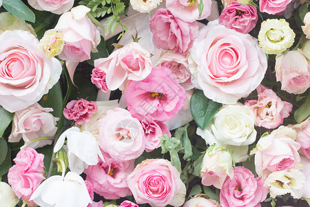 玫瑰花墙美丽的粉红玫瑰高清图片