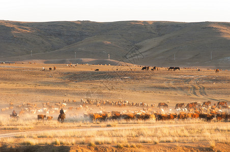 新疆阿勒泰阿尔泰山牧民转场牛羊成群高清图片