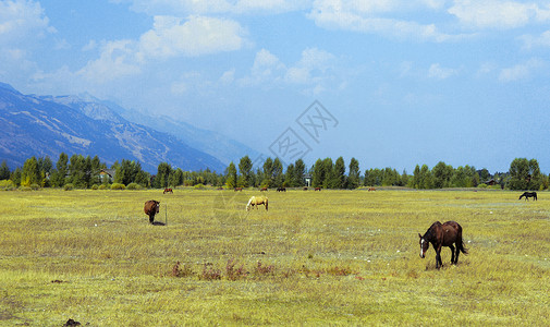 美国牧场美国西部的路边景色背景