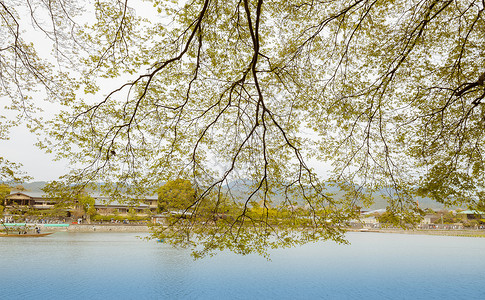 日本岚山背景