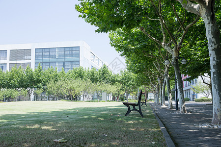 大学校园绿荫草地环境背景图片