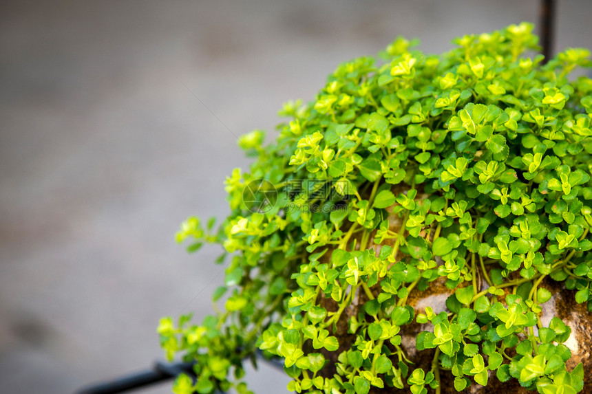 绿色植物图片