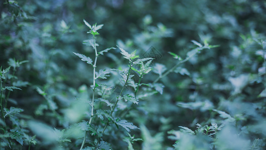 清新植被艾草背景