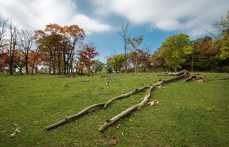 秋天的红树林背景图片