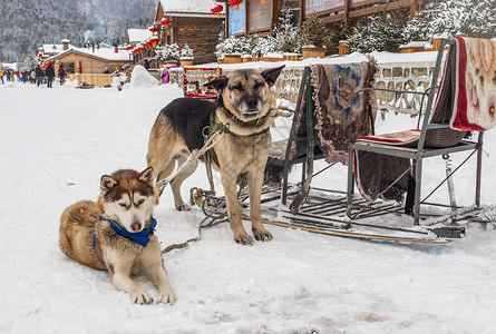 雪橇犬背景图片