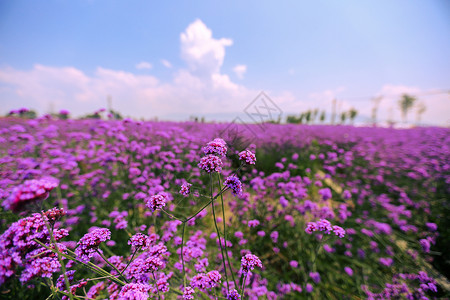 细雨照片素材紫色花海唯美图片背景