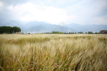 大山与田野秋天的田野背景