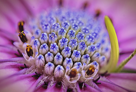 蜜蜂与花儿花蕊背景