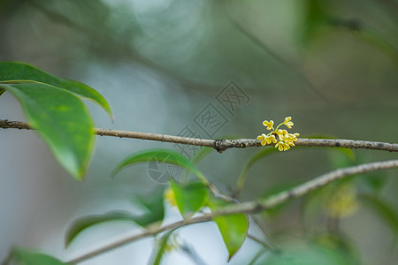 深秋桂花开桂花枝条高清图片