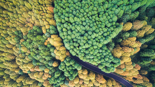 地球日微信航拍森林道路背景