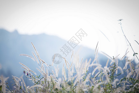 摇曳芦苇绿色花草树叶背景