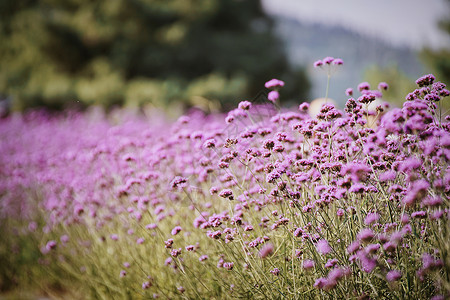 繁花薰衣草背景