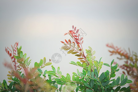 花草树叶风吹芦苇高清图片