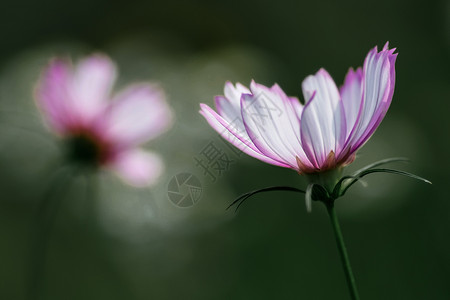 花背景图片