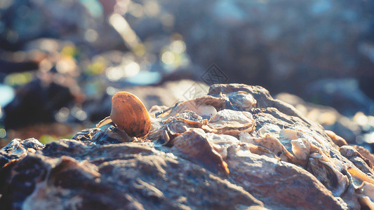 贝类石头海边的贝类背景