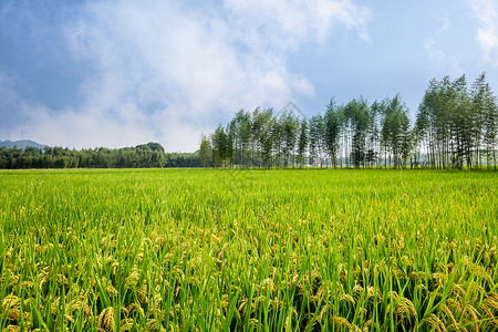蓝色农业丰收的稻田背景