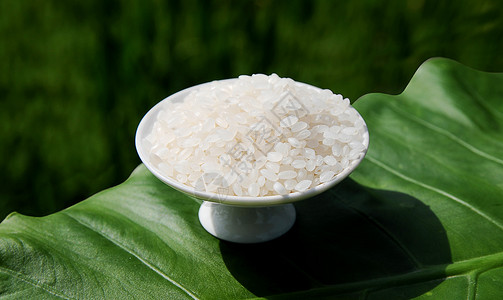 东北大米珍珠米新米五常大米背景图片