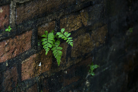 靠墙站靠墙的绿色植物背景