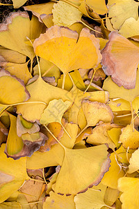 秋天金黄色的银杏树叶背景图片