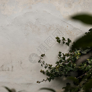 墙面植物背景背景图片