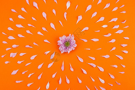 放射状花瓣与花朵组合素材背景图片