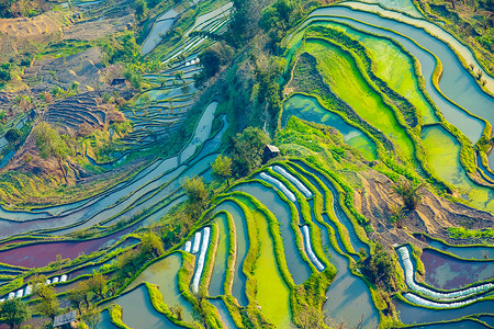 风景鸟瞰图云南元阳梯田航拍鸟瞰图背景