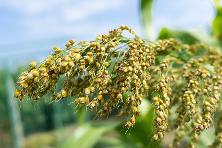 高粱穗植物穗花高清图片