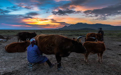 蒙古草原日出天际线 草原放牧背景