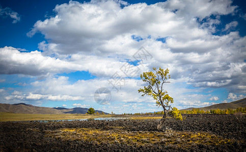 辽阔草原上一棵孤独的树 秋天里的树背景