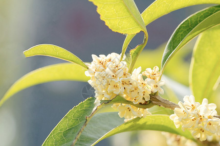 九月桂花香植物桂花香高清图片