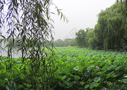 北京圆明园内风景高清图片