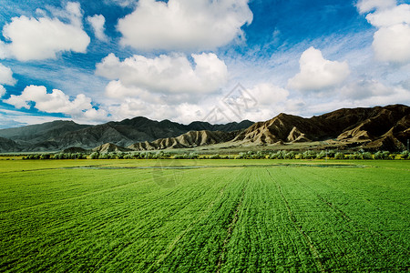 稻田地金城武稻田背景