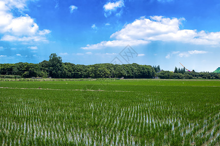 大片稻田稻田背景