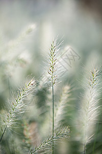 小清新花花草草素材图片