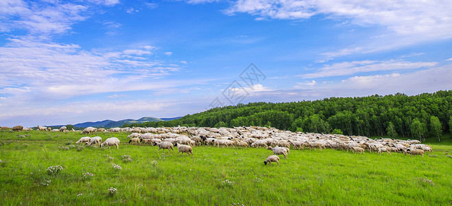夏季树林草原羊群背景