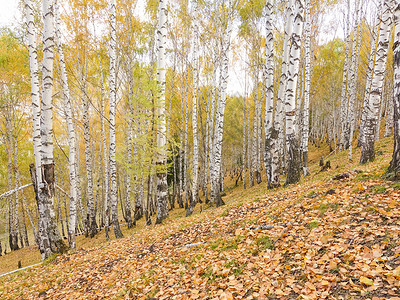 秋天的白桦林背景图片