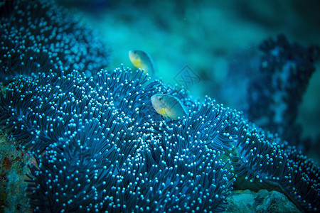 海底珊瑚和小鱼背景图片