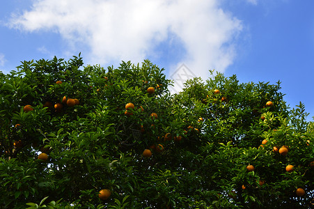 柑橘凤蝶韩国济州岛特产柑橘和柑橘树背景